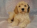 Male Cockapoo Puppy for sale in Iowa 2012 